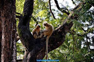 Yellow Monkey (Langur)