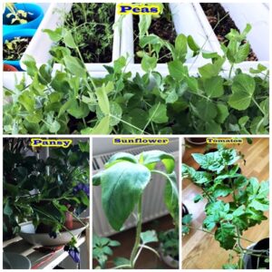 Child learning a gardening during COVID 19 Lockdown